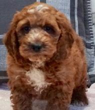 Puppies for sale ,  cockapoo - Turkmenistan, Dashoguz