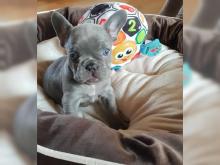 Puppies for sale french bulldog - Cyprus, Larnaca