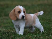 Puppies for sale , beagle puppies - Turkmenistan, Turkmenabad