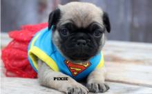 Puppies for sale pug - Turkmenistan, Turkmenabad