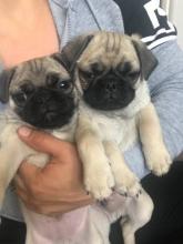 Puppies for sale pug - Romania, Constanta