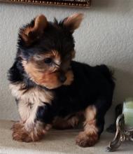 Puppies for sale yorkshire terrier - Sweden, Esbjerg