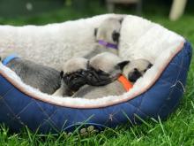 Puppies for sale pug - Ukraine, Odessa