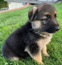 Puppies for sale german shepherd dog - Ukraine, Donetsk