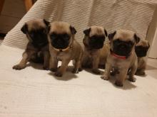 Puppies for sale pug - USA, Massachusetts