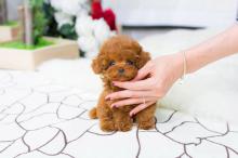 Puppies for sale , poodle puppies - Turkmenistan, Turkmenabad