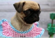 Puppies for sale pug - Turkmenistan, Dashoguz