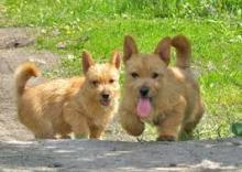 Puppies for sale norwich terrier - Czech Republic, Czech-budievitsy