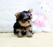 Puppies for sale , yorkie puppies - Russia, St. Petersburg