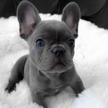 Puppies for sale french bulldog - USA, Massachusetts. Price 800 $