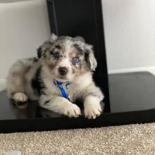 Puppies for sale australian shepherd - Finland, Helsinki