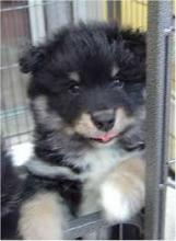 Puppies for sale swedish lapphund - United Kingdom, Portland