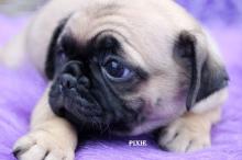 Puppies for sale pug - Turkmenistan, Ashgabat