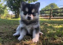 Puppies for sale , pomsky - Romania, Alexandria