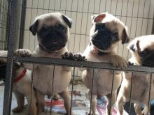 Puppies for sale pug - USA, Louisiana