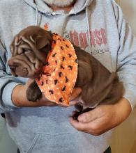 Puppies for sale chinese shar pei - Ireland, Dublin