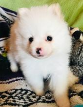 Puppies for sale pomeranian spitz - Ukraine, Khmelnitsky