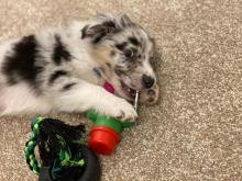 Puppies for sale australian shepherd - Lithuania, Vilnius