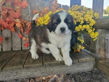 Puppies for sale , saint bernard - Finland, Alajarvi