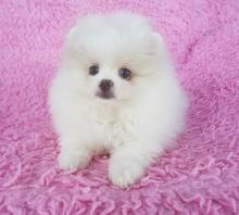 Puppies for sale pomeranian spitz - Belgium, Antwerp