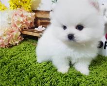 Puppies for sale pomeranian spitz - Estonia, Kohtla-Jarve