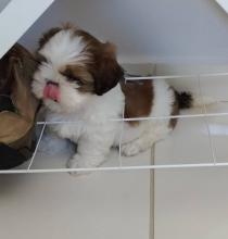 Puppies for sale , shih tzu - Turkmenistan, Ashgabat