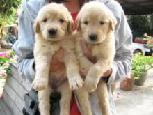 Puppies for sale labrador - Bulgaria, Sliven