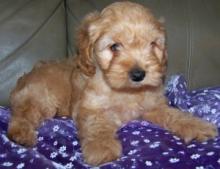 Puppies for sale , cockapoo - Lithuania, Vilnius