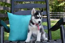 Puppies for sale , siberian husky puppies - Russia, Lincoln