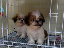 Puppies for sale shih tzu - Lithuania, Vilnius