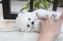 Puppies for sale pomeranian spitz - Lithuania, Vilnius