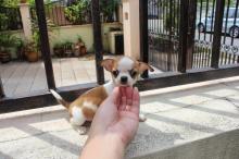 Puppies for sale chihuahua - Lithuania, Vilnius