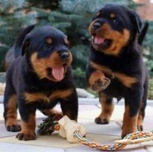 Puppies for sale , rottweiler puppies - Russia, Moscow