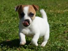 Puppies for sale , jack russell terrier  - Russia, Moscow