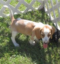 Puppies for sale beagle - Ireland, Edenderry