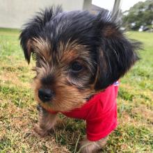 Puppies for sale yorkshire terrier - Belgium, Antwerp