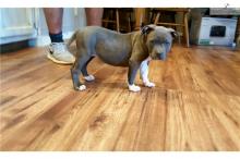 Puppies for sale , american staffordshire terrier puppies - Russia, St. Petersburg