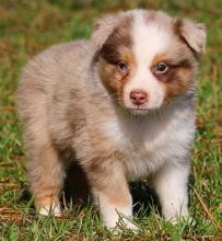 Puppies for sale australian shepherd - Turkmenistan, Dashoguz