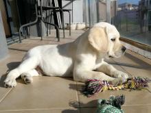 Puppies for sale labrador - Ireland, Cork