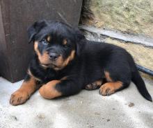 Puppies for sale , rottweiler - Turkmenistan, Ashgabat