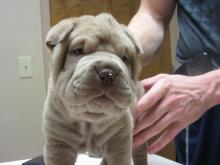 Puppies for sale shar pei - Greece, Heraklion