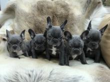 Puppies for sale french bulldog - USA, Idaho