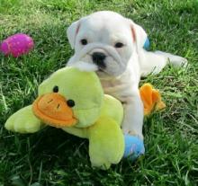 Puppies for sale , english bulldog puppies - Uzbekistan, Samarkand