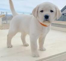 Puppies for sale , labradors puppies - Turkmenistan, Ashgabat