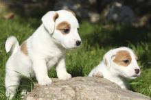 Puppies for sale , jack russell terrier puppies - Turkmenistan, Dashoguz