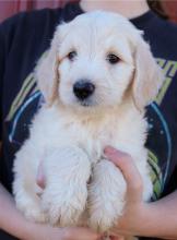 Puppies for sale , goldendoodle - Netherlands, Harlem