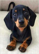 Puppies for sale , dachshund puppies - Poland,