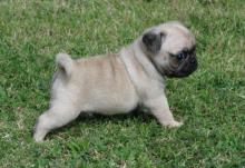 Puppies for sale , pug - Estonia, Sillamyae