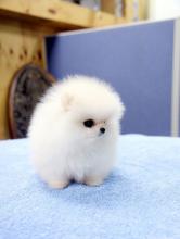 Puppies for sale pomeranian spitz - Finland, Oulu