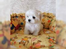 Puppies for sale maltese - Hungary, Gyor